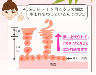 �L�[���[�h���܂ߏЉ�i�E���摜�j