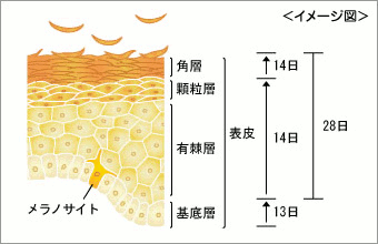 �L�[���[�h���܂ߏЉ�i�����摜�j